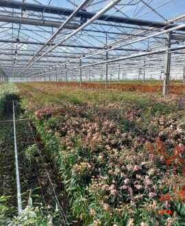 Snijbloem Euphorbia rechtstreeks van de kweker 18 oktober 2022
