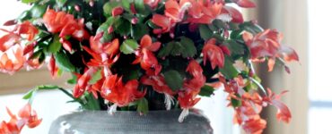 Schlumbergera kerstcactus
