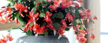 Schlumbergera kerstcactus