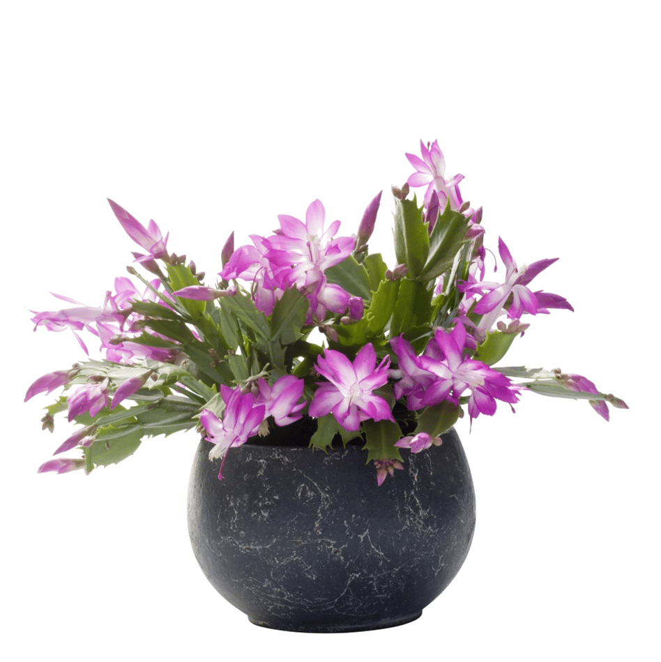 kerstcactus