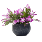 kerstcactus_schlumbergera