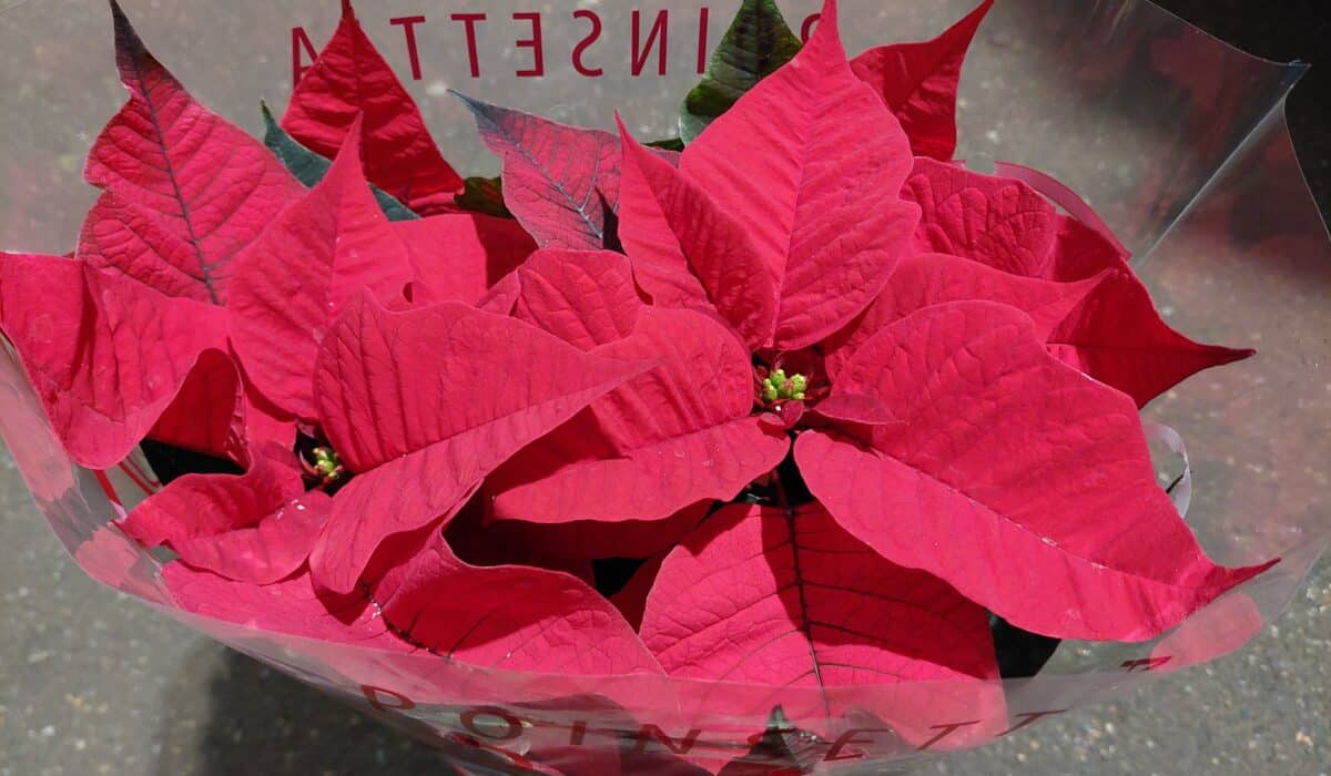 Poinsettia kerstster