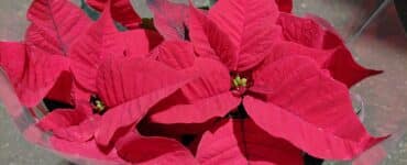 Poinsettia kerstster