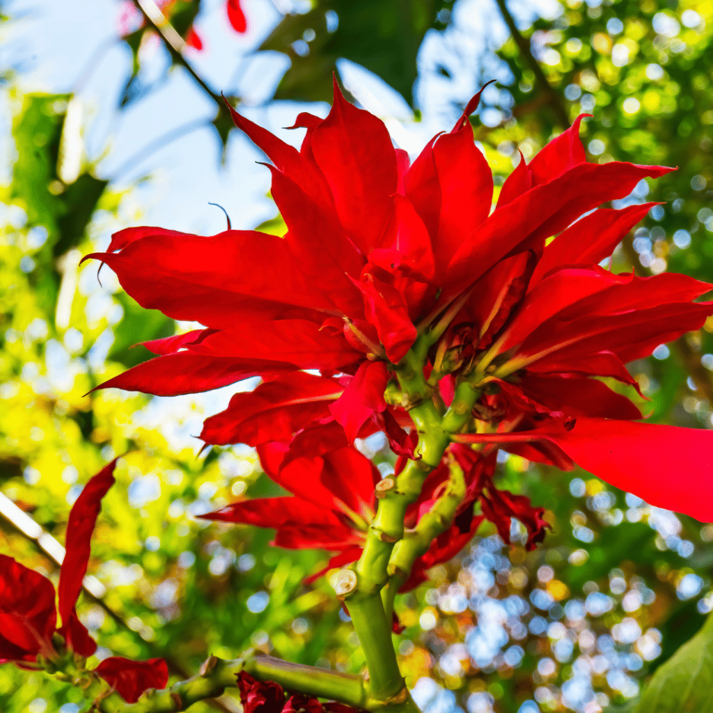 Euphorbia poinsettia struik