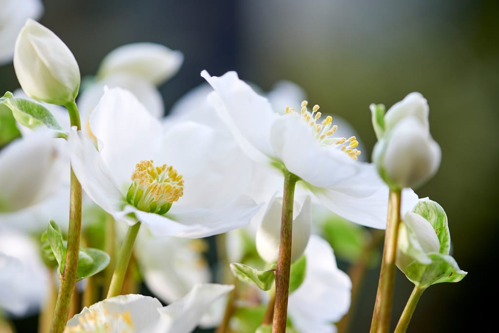 Kerstroos Helleborus