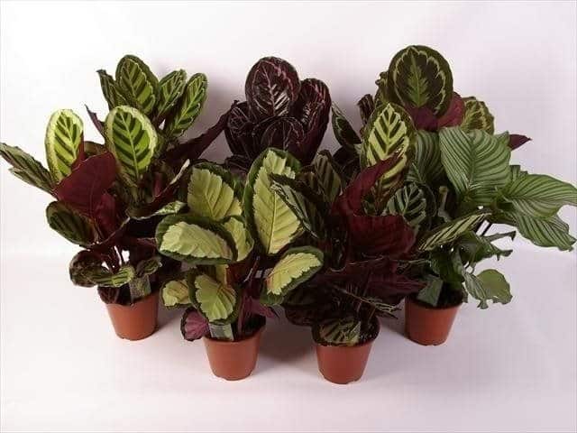 calathea_gemengd