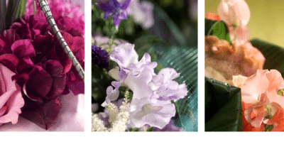 Lathyrus van erwt tot koninklijke bloem 17 maart 2016