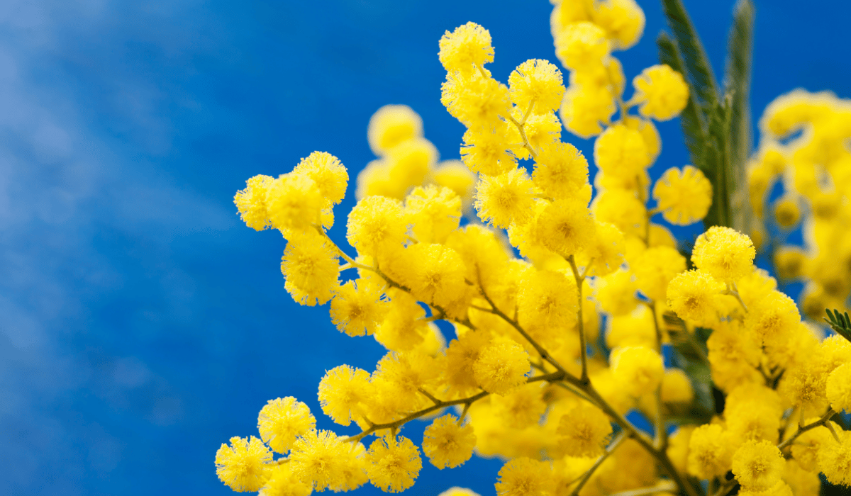 Foto Voorjaarsbode Mimosa