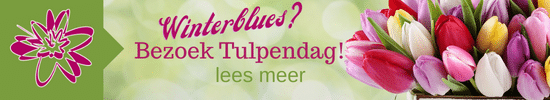 tijd voor tulpen