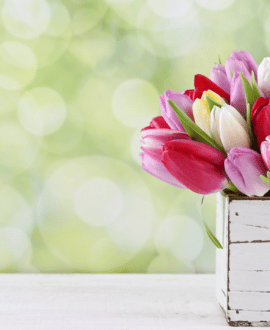 Typical Dutch, het is weer tijd voor tulpen! 11 januari 2023
