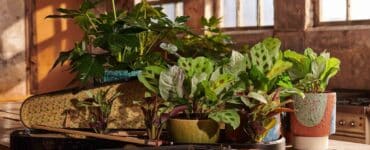 Populaire planten en trends