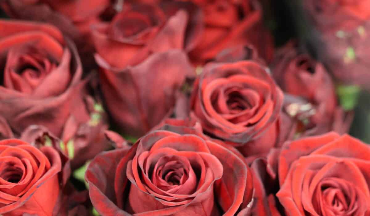 Foto Wat weet jij van Valentijnsdag?