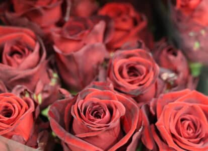 Wat weet jij van Valentijnsdag?