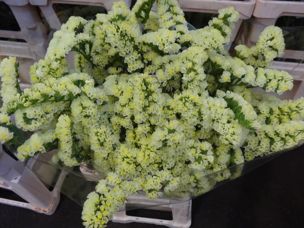 statice limonium geel