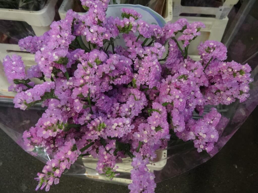 statice limonium roze