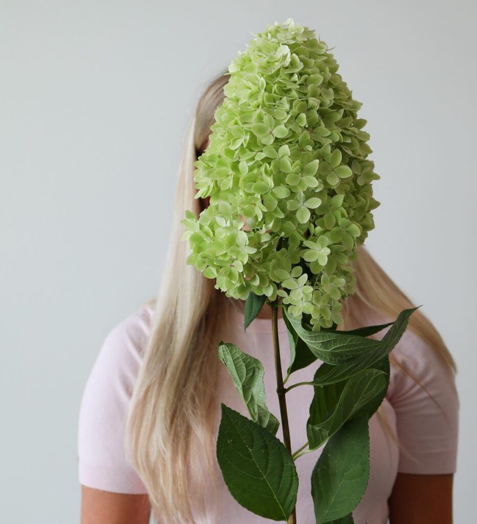 bloemen groothandel hortensia