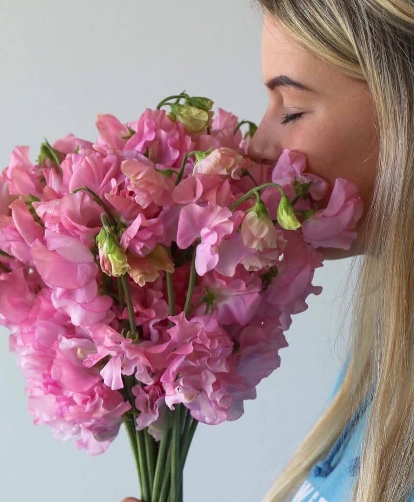 lathyrus Hoek flowers