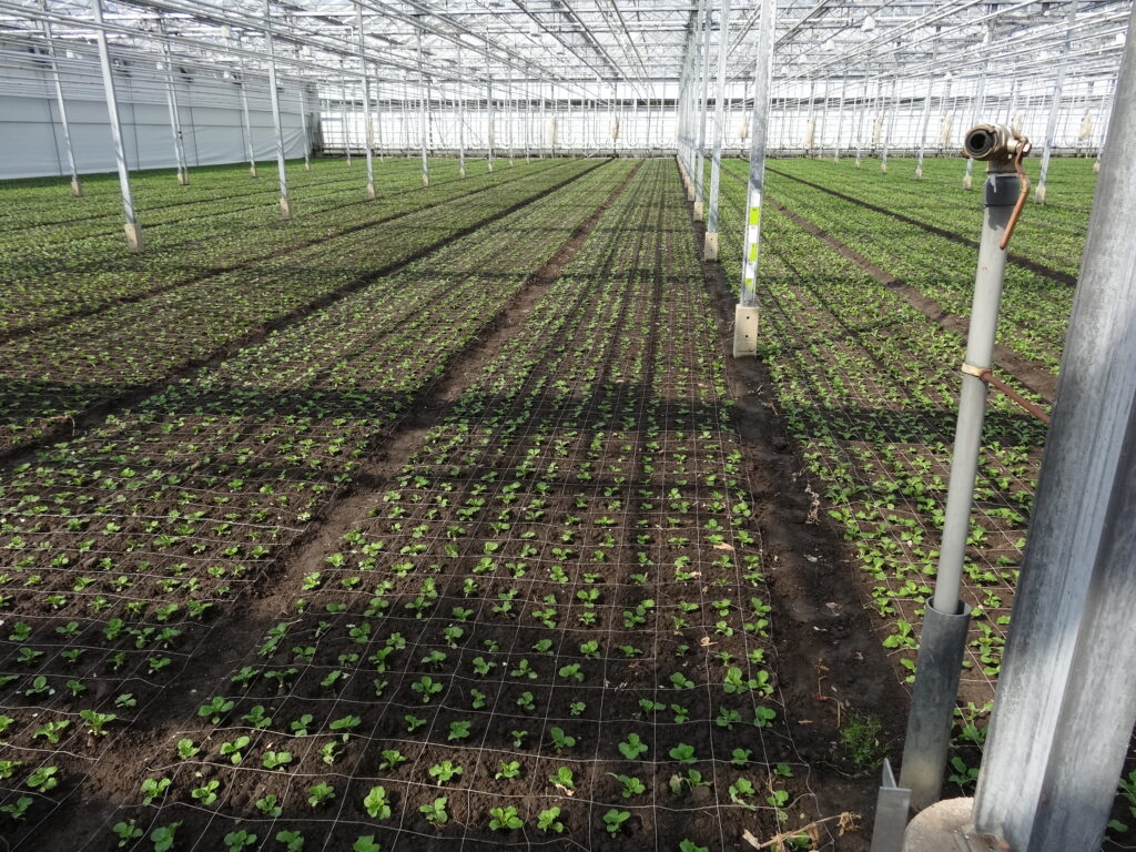 plantjes campanula medium geplant in de kas