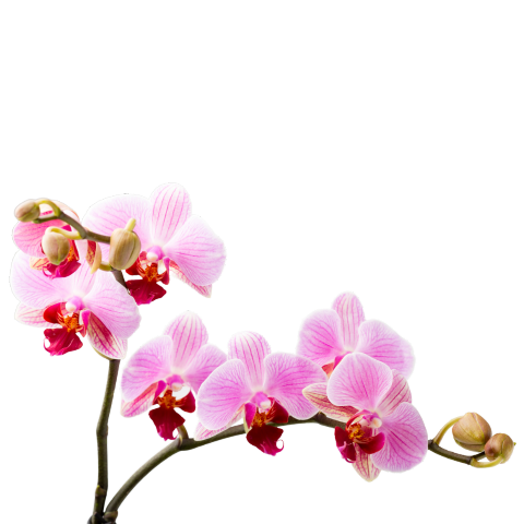 Orchidee Snijbloem