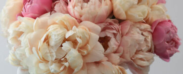 Pioenroos Paeonia