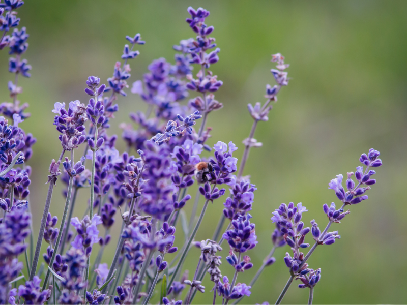 lavendel in de tuin trekt bijen en vlinders aan