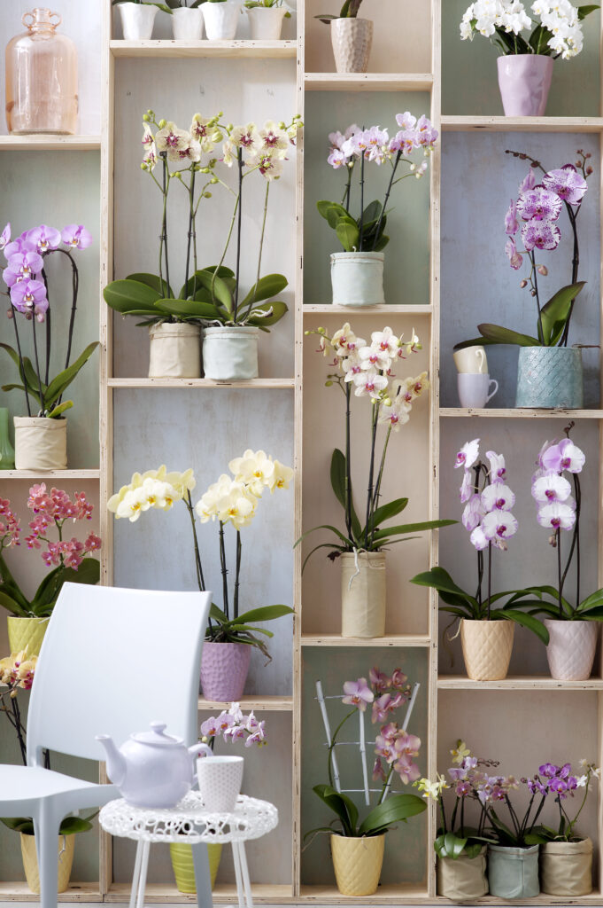 elegante phalaenopsis plant