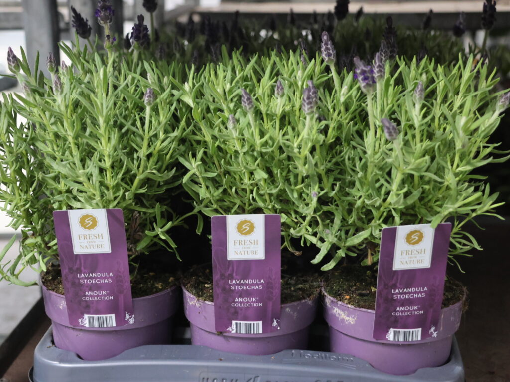 lavendel plant