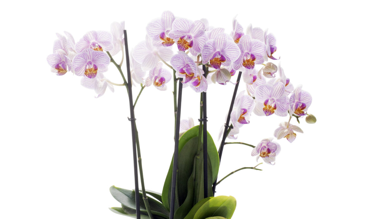 Phalaenopsis plant