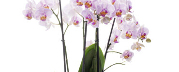 Phalaenopsis plant