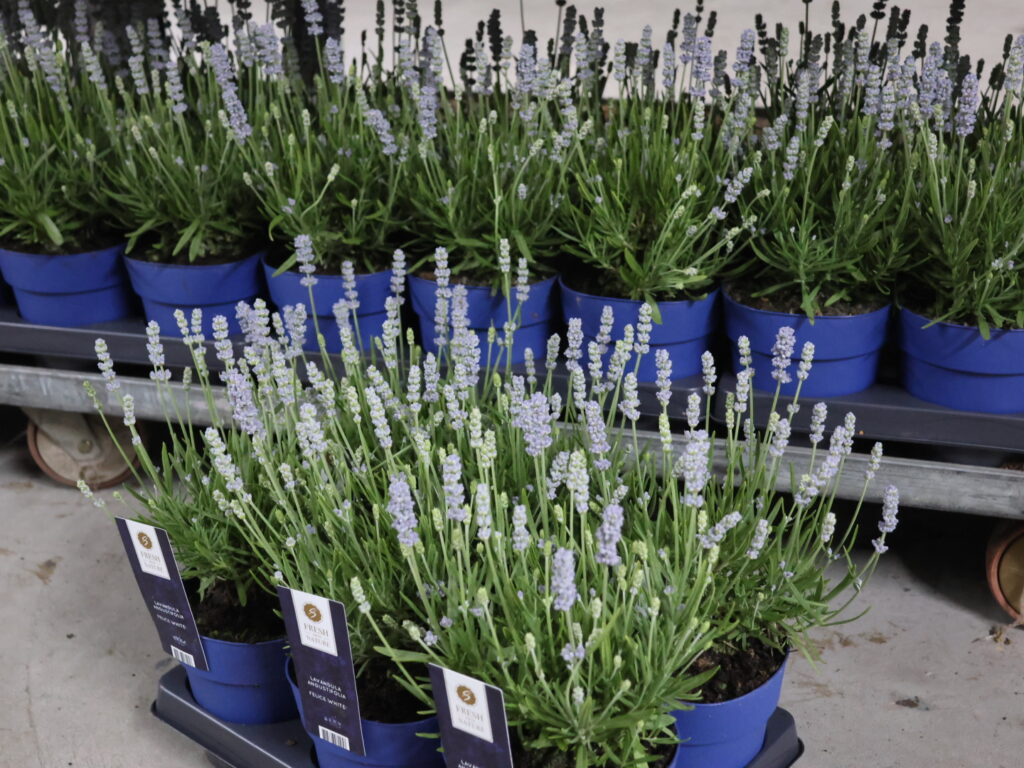 lavendel plant