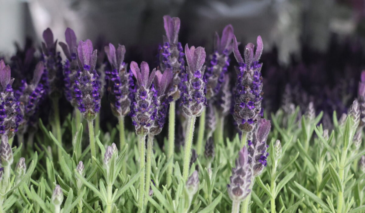 Lavendel plant Lavandula