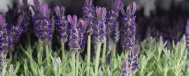 Lavendel plant Lavandula