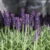 Lavendel plant Lavandula