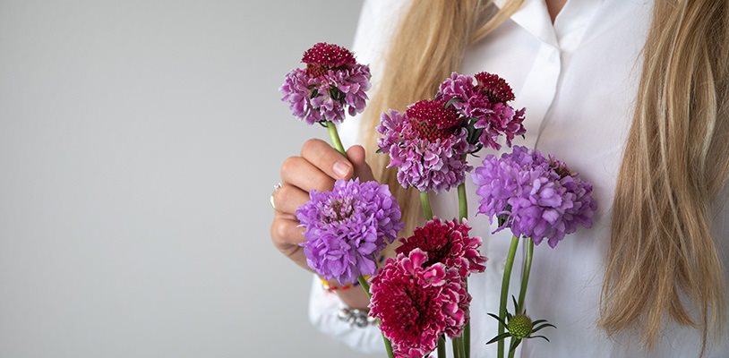 scabiosa scoop is een prachtige en sterke variëteit scabiosa