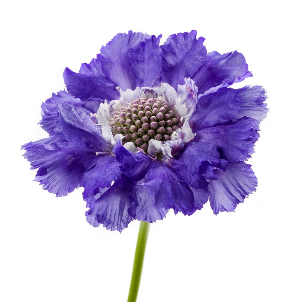 scabiosa