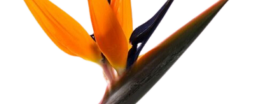 Strelitzia