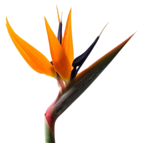 Strelitzia