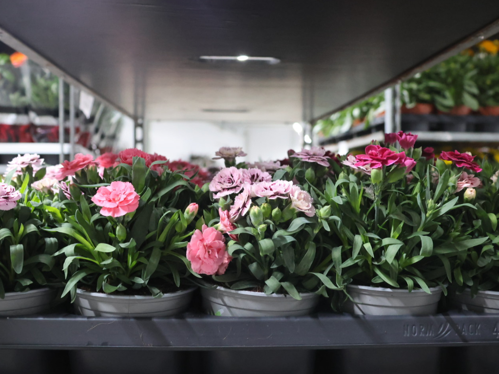 dianthus tuinanjers