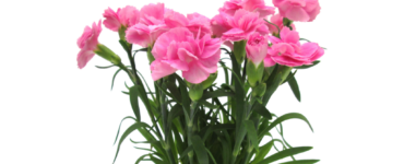 Dianthus tuinanjer