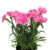 Dianthus tuinanjer