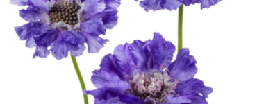 Scabiosa