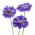 Scabiosa