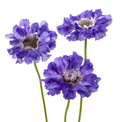 Scabiosa