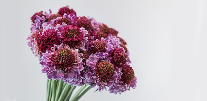 scabiosa tweekleurig