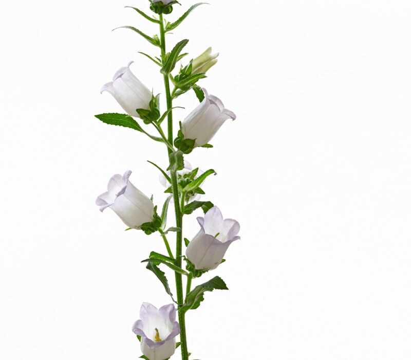 Campanula klokjesbloem