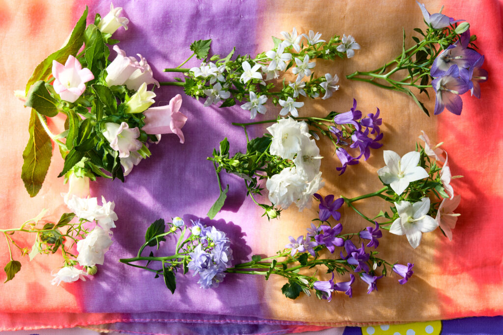 campanula klokjesbloem heeft vele verschijningsvormen