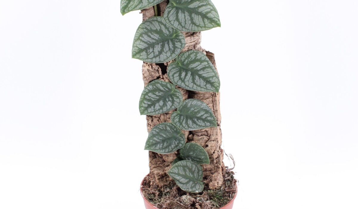 Monstera dubia juveniel