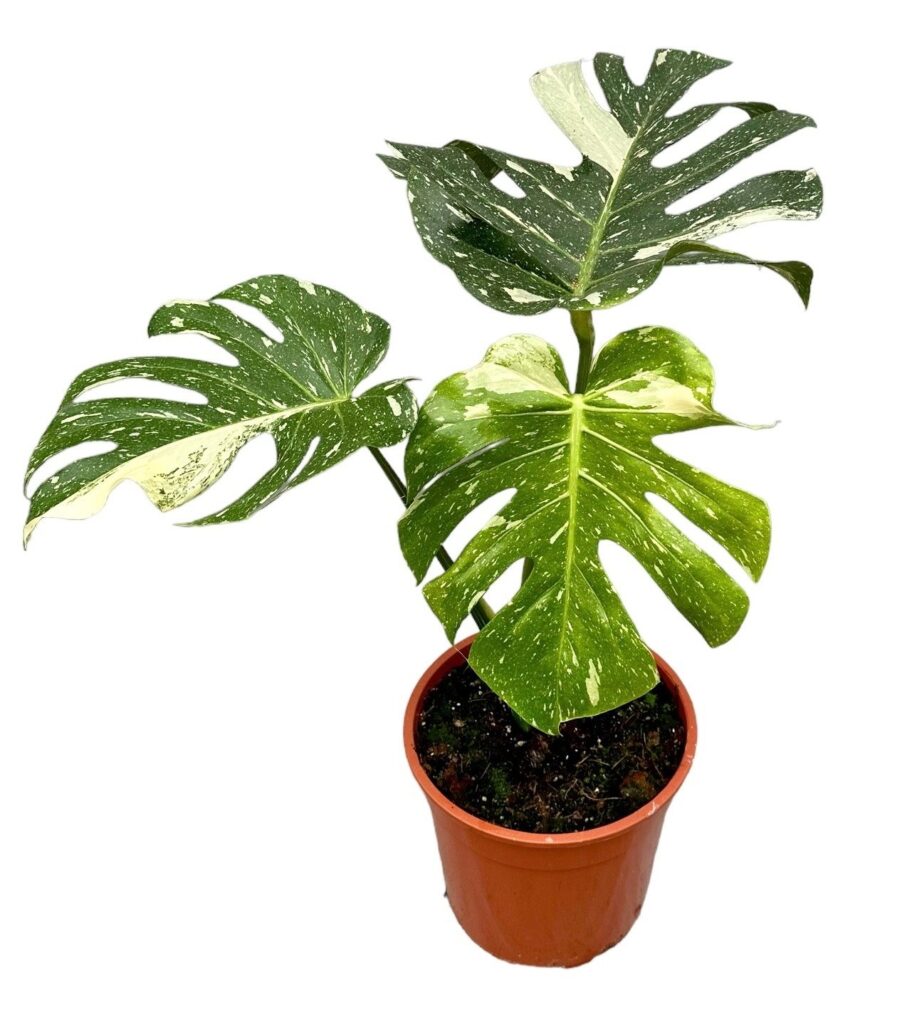 Monstera deliciosa Thai Constellation bijzondere planten