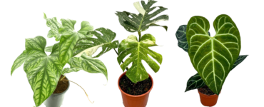 Ontdek de wereld van de Exclusieve Planten