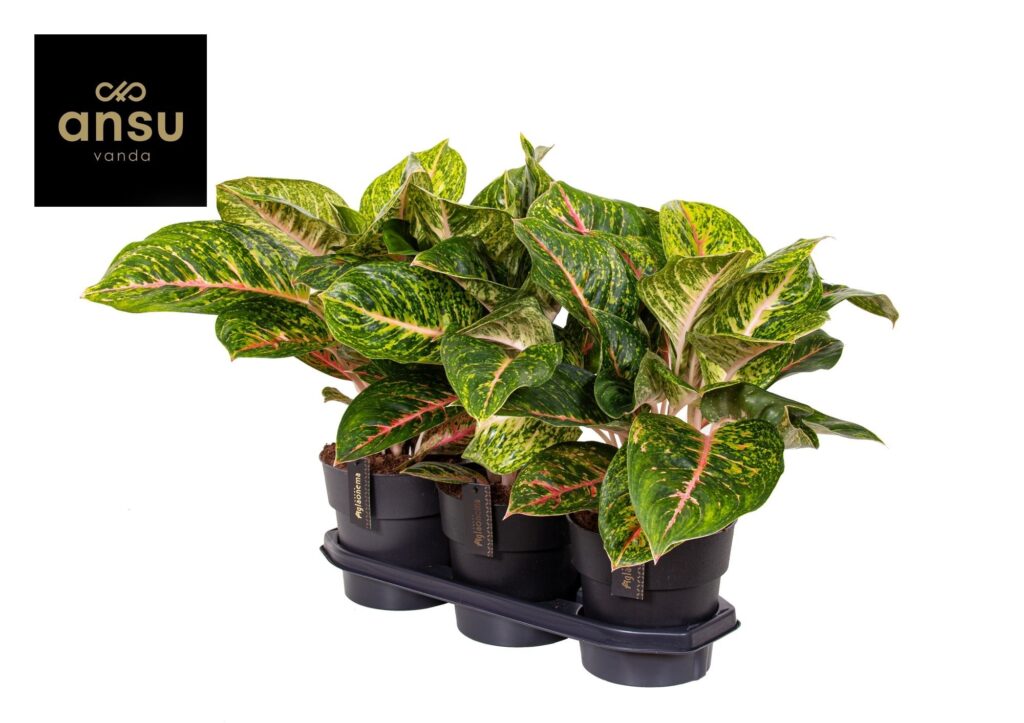 aglaonema